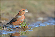 seltene Ausnahmerscheinung... Kiefernkreuzschnabel *Loxia pytyopsittacus*, rostrotes Männchen