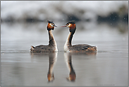 Zweisamkeit... Haubentaucher *Podiceps cristatus *, Paarbildung im zeitigen Frühjahr bei Schneefall