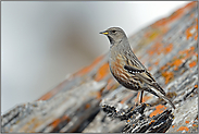 langer Hals... Alpenbraunelle  *Prunella collaris* auf Beobachtungsposten