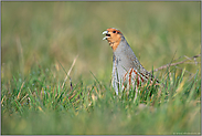 lauthals rufend... Rebhuhn *Perdix perdix* in der Balz