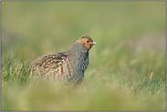 aufgeplustert... Rebhuhn *Perdix perdix* im zeitigen Frühjahr