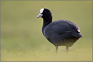 ganz im Grün... Blässralle *Fulica atra* an Land