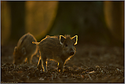 forsch... Wildschweinfrischlinge *Sus scrofa*, Nachwuchs bei den Wildschweinen