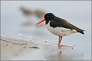 am Sandstrand... Austernfischer *Haematopus ostralegus*, ruhend