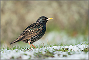 mit scheelem Blick... Star *Sturnus vulgaris* im Schnee