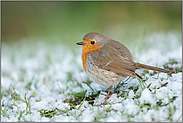 aufgeplustert... Rotkehlchen *Erithacus rubecula* im Schnee trotzt der Kälte