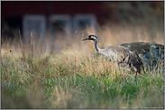 verwilderte Gärten... Grauer Kranich *Grus grus* im Prachtkleid in seinem Brutrevier in Schweden