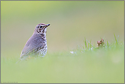 umblickend... Singdrossel *Turdus philomelos* am Boden