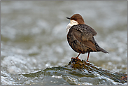 aufgeplustert... Wasseramsel *Cinclus cinclus* sitzt auf einem Stein im sprudelenden Bach