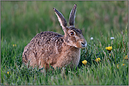 in der Frühlingswiese... Feldhase *Lepus europaeus* am frühen Morgen