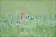 im hohen Gras... Uferschnepfe *Limosa limosa* im Frühling