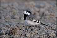 bei der Nahrungssuche... Bachstelze *Motacilla alba* auf einem Acker