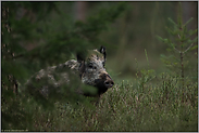 Sauenjagd... Wildschwein *Sus scrofa* im Wald