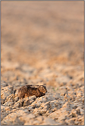 zusammengekauert... Feldhase *Lepus europaeus* im frühen Morgenlicht auf einem Acker sitzend