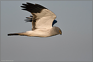 ganz nah d'ran... Kornweihe *Circus cyaneus*, Männchen im Flug, detailreiche Seitenansicht