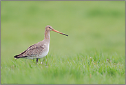 im Übergangskleid... Uferschnepfe *Limosa limosa*