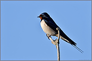 hoch oben... Rauchschwalbe *Hirundo rustica* sitzt auf der Spitze eines Holundergebüsches