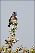 auf der höchsten Spitze... Blaukehlchen *Luscinia svecica* singt sein Lied