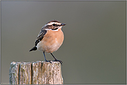 zum Sonnenaufgang... Braunkehlchen *Saxicola rubetra* sitzt auf einem Zaunpfahl