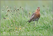 ziemlich erbost... Uferschnepfe *Limosa limosa* schimpft