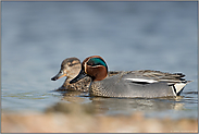 unsere kleinsten Enten... Krickente *Anas crecca*, Paar, Pärchen schwimmt nebeneinander