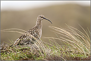 in den Dünen... Großer Brachvogel *Numenius arquata* im Lebensraum