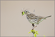 Versorgung für den Nachwuchs... Wiesenpieper *Anthus pratensis* mit Beute im Schnabel