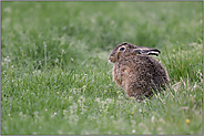 im natürlichen Umfeld... Feldhase *Lepus europaeus* sitzt in einer Wiese