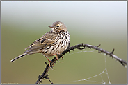 lange Hinterzehen... Wiesenpieper *Anthus pratensis*
