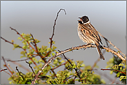 frühmorgendlicher Gesang... Rohrammer *Emberiza schoeniclus*