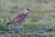 auf dem Durchzug... Regenbrachvogel *Numenius phaeopus* am Rastplatz