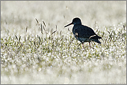 gleißendes Licht... Rotschenkel *Tringa totanus* im Lichtermeer auf taubenetzter Wiese