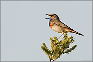 singend.. Blaukehlchen *Luscinia svecica* sitzt auf der höchsten Strauchspitze