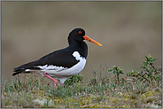 kräftig... Austernfischer *Haematopus ostralegus* unterwegs im natürlichen Lebensraum