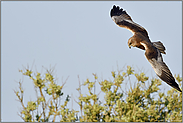 eleganter Greifvogel... Rohrweihe *Circus aeruginosus* , Männchen im Flug