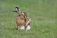 Körperpflege... Feldhase *Lepus europaeus* putzt sich