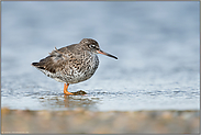 der Gang aus dem Wasser... Rotschenkel *Tringa totanus* im Wattenmeer