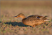 Abends, wenn es dunkel wird... Stockente *Anas platyrhynchos*, weiblich, frisst sich auf einem Feld satt