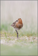 verschlafen und doch hellwach... Uferschnepfe *Limosa limosa* hält ein Nickerchen