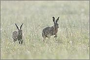 Regenfreuden... Feldhase *Lepus europaeus*, zwei Hasen laufen im Regen ausgelassen über eine Wiese