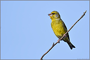 singend... Grünfink *Carduelis chloris*