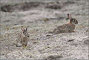 auf Sandboden... Wildkaninchen *Oryctolagus cuniculus* in den Dünen