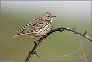 lange Hinterzehen... Wiesenpieper *Anthus pratensis*