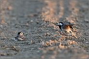 Revierkampf oder Territorialverhalten... Bachstelze *Motacilla alba*, zwei streiten miteinander auf einem Acker