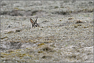 vorsichtiger Blick... Wildkaninchen *Oryctolagus cuniculus*