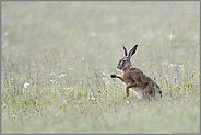 Aprilwetter... Feldhase *Lepus europaeus*