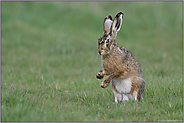 trommelnd... Feldhase *Lepus europaeus*