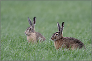 zu zweit... Feldhase *Lepus europaeus*