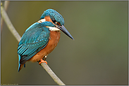 früh am Morgen... Eisvogel *Alcedo atthis*, Männchen bei der Jagd