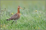 langbeinig... Uferschnepfe *Limosa limosa* schreitet hoch aufgerichtet durch eine Frühlingswiese